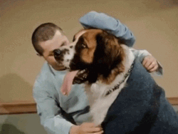 Cobertura asistencia veterinario en el seguro de viaje para perros