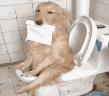 Perro haciendo necesidades en el baño
