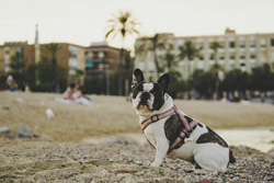 Hoteles que aceptan perros en Barcelona