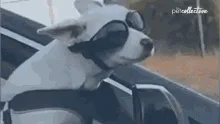 Esenciales de viaje para perros