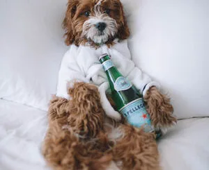 Qué necesita un hotel para perros