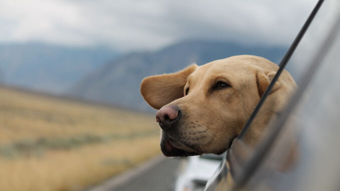 Cobertura seguro viajes para perros