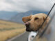 Cobertura seguro viajes para perros