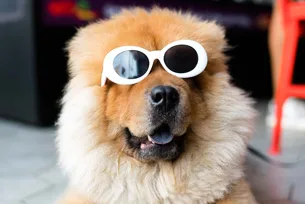 Perro con gafas en modo vacaciones preparado para dar consejos