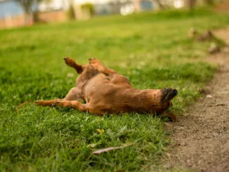 Beneficios CBD para perros