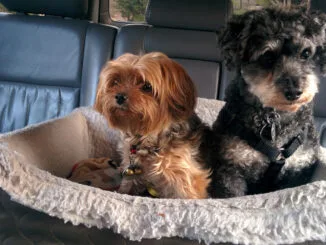 Cama de viaje para perros en un coche