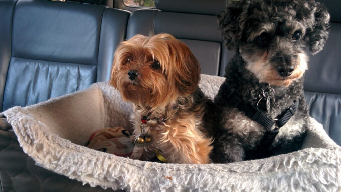 Cama de viaje para perros en un coche