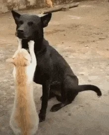 Gato acariciando a un perro