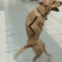 GIF perro andando y saludando