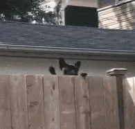 GIF de un perro saludando detrás de la valla GIF de un perro saludando detrás de la valla
