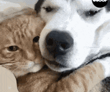 Gif gato abrazando a un perro