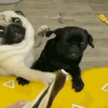 Perros ansiosos por comer
