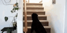 Perro muy asustado del gato al subir las escaleras