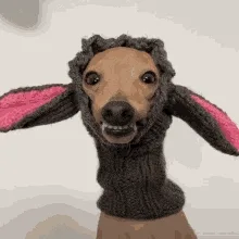 Perro disfrazado nada contento