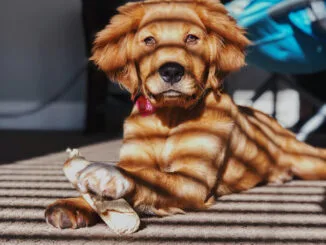 Productos naturales para perros - hueso y un perro