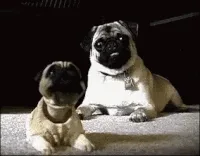 Pug curioso moviendo la cabeza