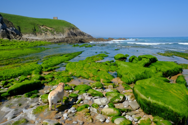 Hoteles que aceptan mascotas en la costa de Cantabria