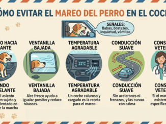 Viajar en coche con perro