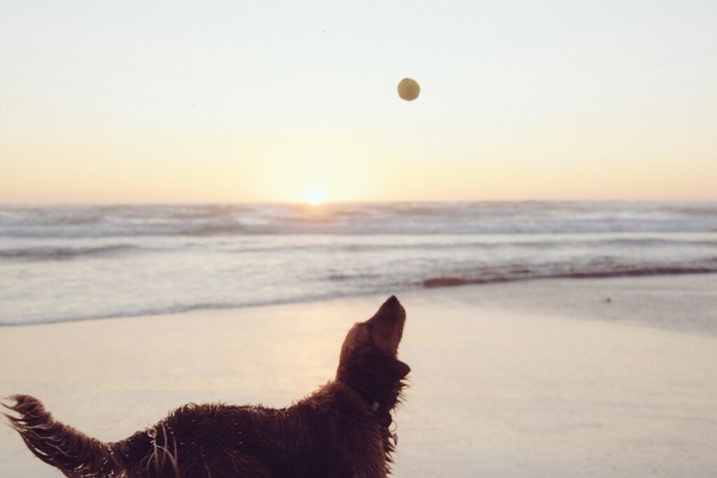 Hoteles que aceptan perros en la Costa de la Luz