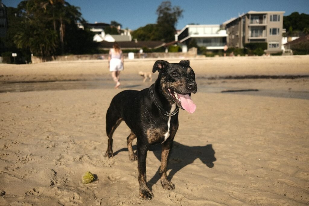 Hoteles que aceptan perros en la Costa del Sol