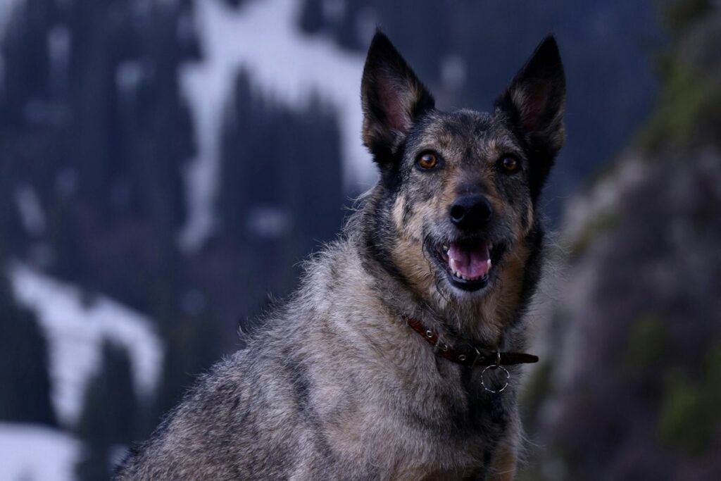 Hoteles que aceptan perros en Granada y Sierra Nevada