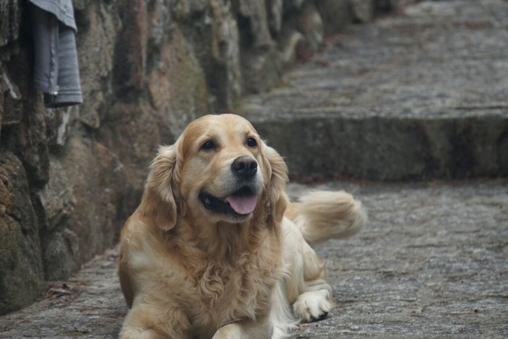 Hoteles que aceptan perros en Sevilla