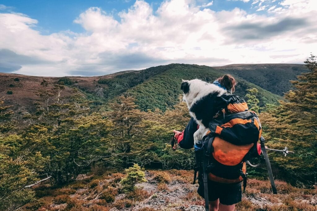 Hoteles que aceptan perros en la Sierra de Guadarrama